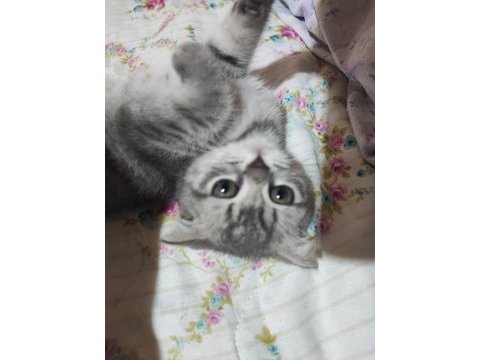 Scottish fold yavrumu sahiplendiriyorum