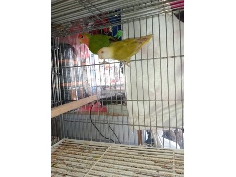 Tecrübeli sevda çiftimiz papağanlarımız