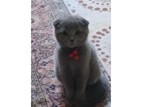 Scottish fold erkek yavru