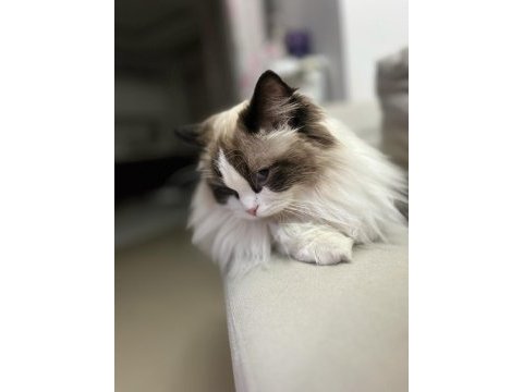 15 aylık dişi bicolour ragdoll