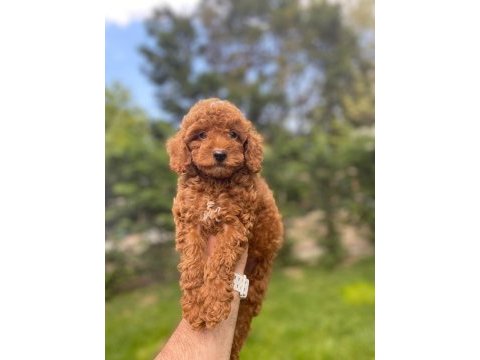 Red brown toy poodle yavrularımız