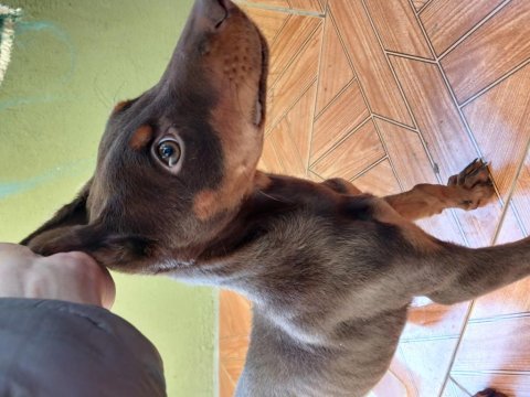 King kızıl doberman aşıları tam