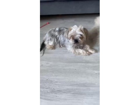 Minik ırk dost köpeği arayanlara