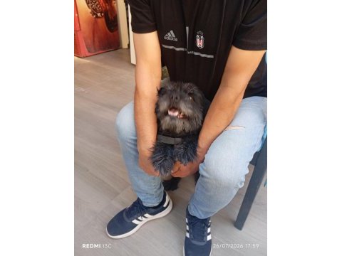 Köpeğimizi eşleştirmek istiyoruz