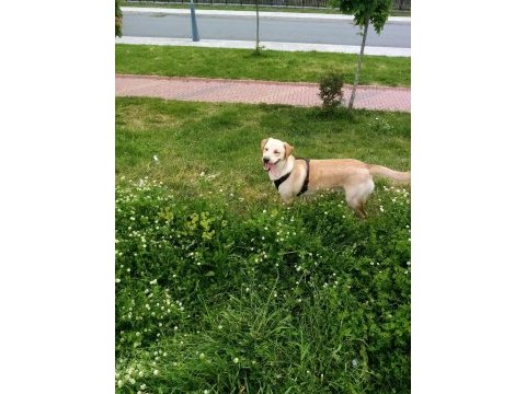 Labrador köpeğimiz