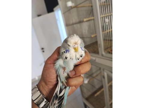 Show jumbo muhabbet kuşları