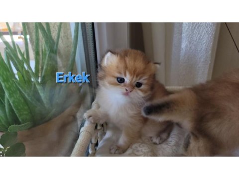 Safkan longhair bebekler