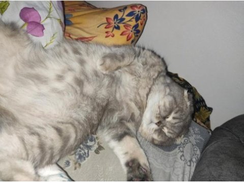 Scottish fold kedimiz 1,5 yaşında