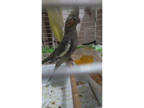 Satılık yavru sultan papağanı 1 aylık