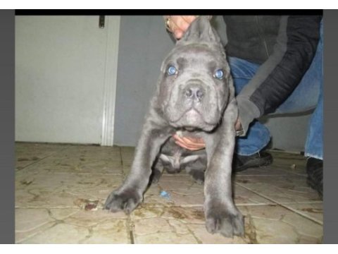 Gerçek cane corso köpekler için ulaşın