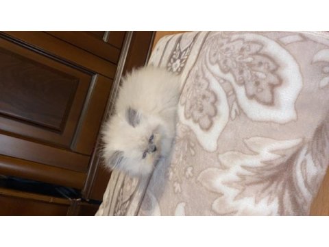 İran kedisi yavru mavi gözlü