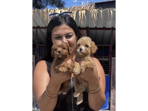 Ufacık maltipoo yavrularım