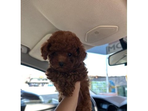 Mükemmel güzellikteki toy poodle miniklerimiz