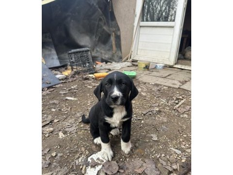 40 günlük labrador yavruları