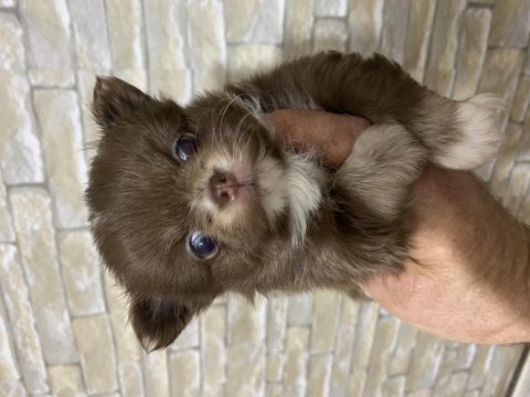 Çok tatlı şivava minikler yeni yuvasına gitmeye hazır