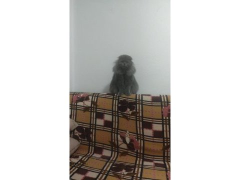 Jülide musmutlu olmak istiyor
