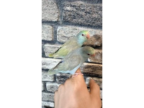 3 aylık dişi kırmızı göz turkuaz forpus yavrular