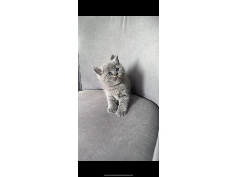 British shorthair ve blue point