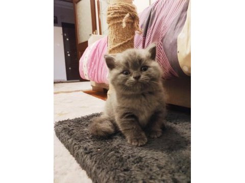 Scottish fold ve scottish straight 2 erkek yavru 2 aylıklar