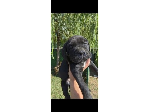 2 erkek cane corso siyah ve blue