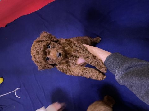 Toy poodle red brown