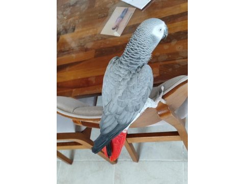 Evcil konuşan jako papağanı