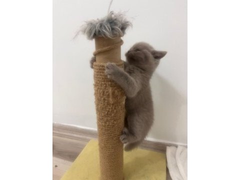 British shorthair minnoşlar yavru kediler 55 günlük
