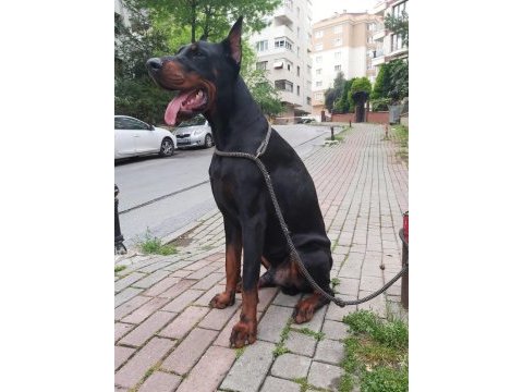 Safkan doberman