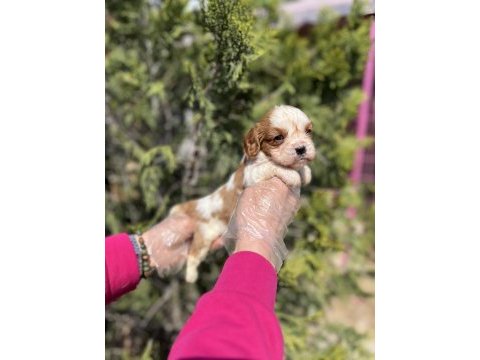 Cavalier king charles yavrusu