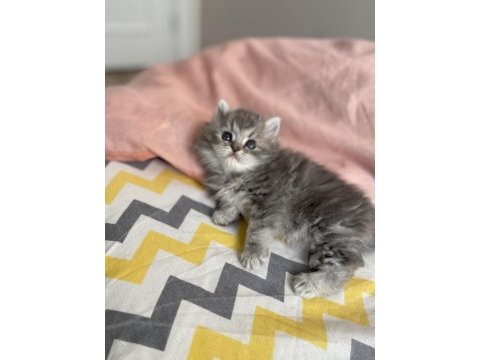 British longhair erkek güzellerim