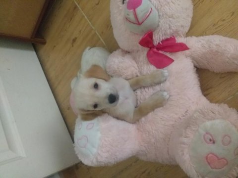 Golden retriever