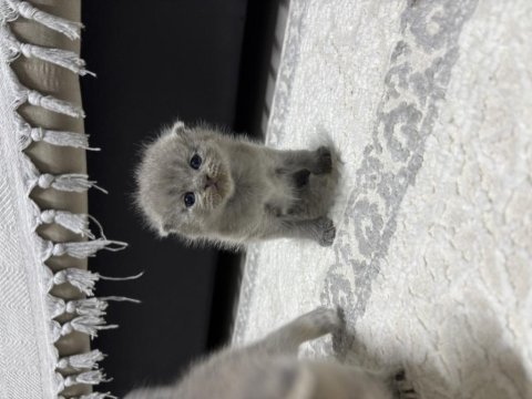 Erkek 25 günlük scottish fold kedimiz