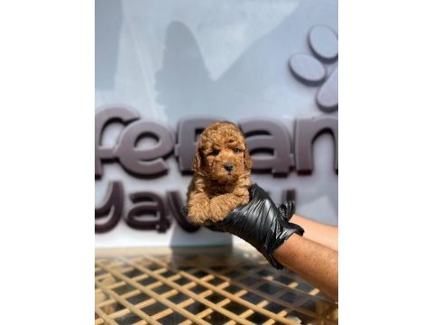 Toy poodle yavru köpekler