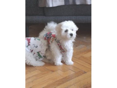 Maltese terrier iki aylıklar