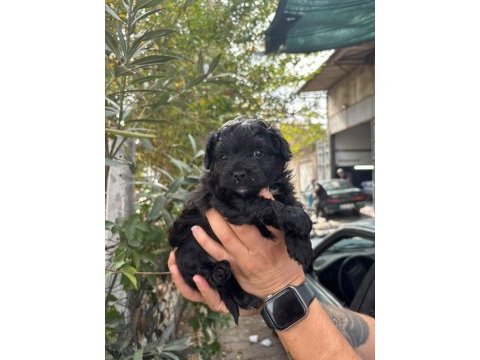 Black küçük boy toy poodle yavrular