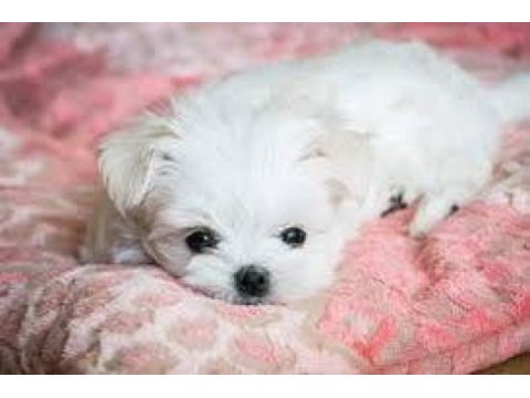 Maltese terrier xs büyümeyen minik bebekler