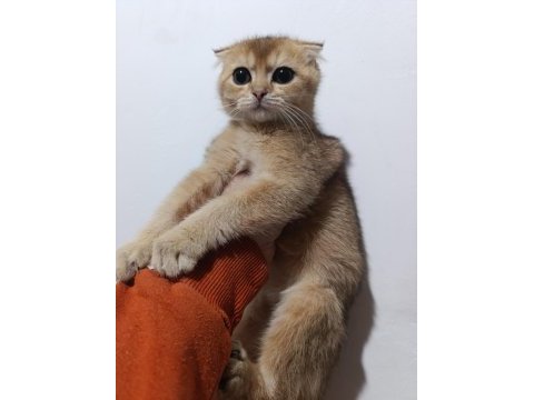 Scottish fold golden yavrular