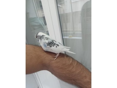 Yavru yeme düşmek sağlıklı jumbo muhabbet kuşu