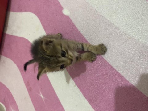 1 buçuk aylık erkek kedimiz