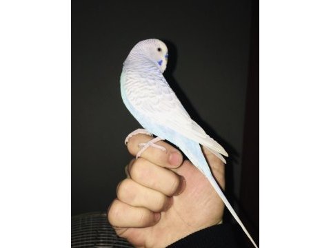 Hazır yumurtalı takım erkek ele alışkın muhabbet kuşu
