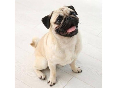 Oğlumuza çiftleşecek pug dog dişi arıyoruz