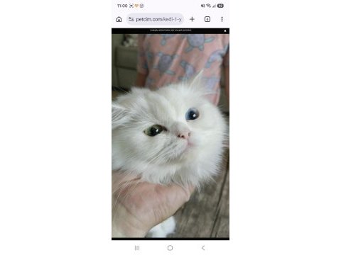 1 yaşında british longhair