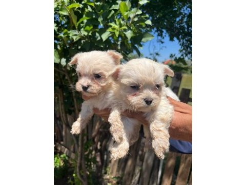 Kar beyaz maltese terrier bebekler