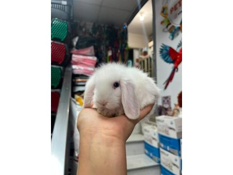 Misminnak lop tavşanlarımız 