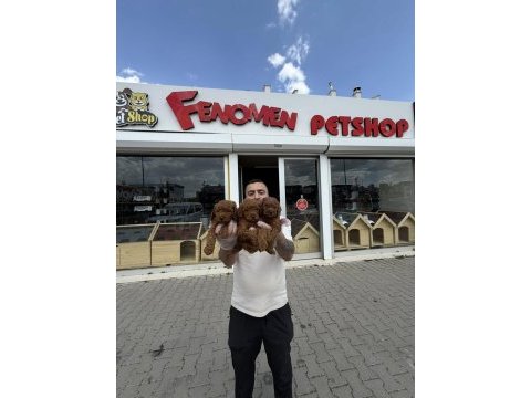 Shoooowwww kalite toy poodle yavrular ankara mağazamızda