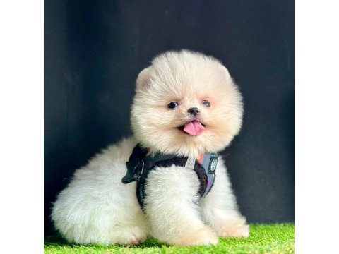 Safkan pomeranian boo bebekler