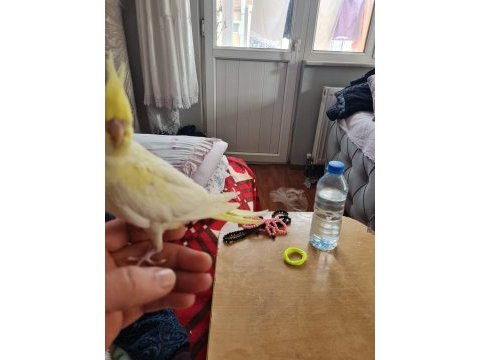 Temiz çift sultan papağanı