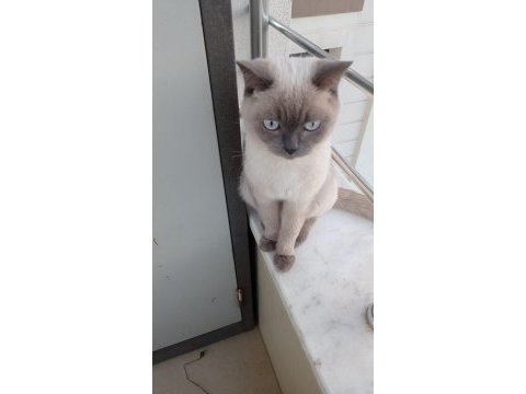 2 yaşında british shorthair blue point kısır