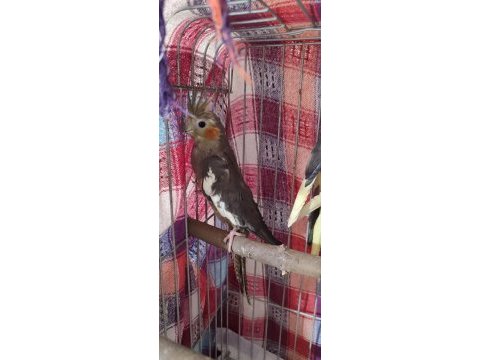 Çift sultan papağanı yumurtaya oturuyor