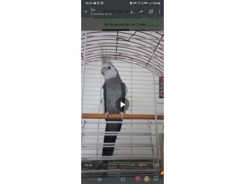 Erkek white face sultan papağanı